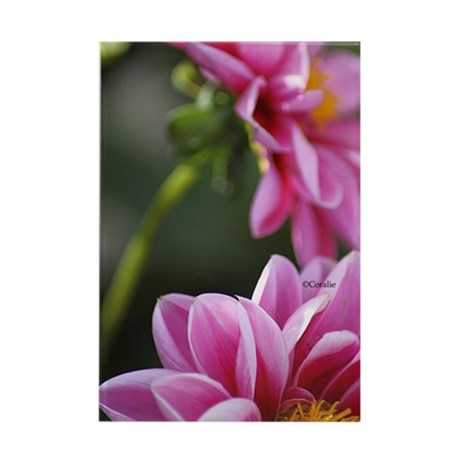 The Beauty of The Dahlia Flower_rectangle_magnet.jpg