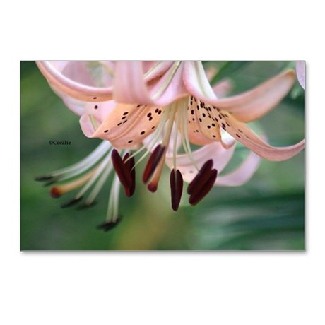 bloom_of_the_lily_flower_postcards_package_of_8.jpg