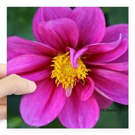 dahlia_flower_bloom_sticker.jpg