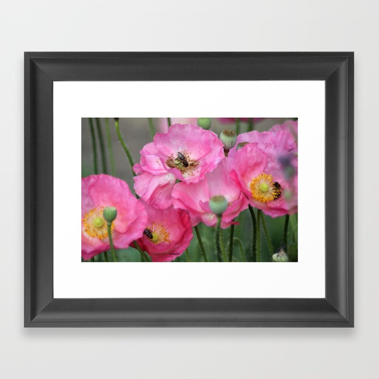 pink-poppy-flowers-with-honeybees-framed-prints.jpg