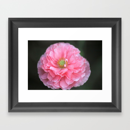pink-ruffled-poppy-flower-framed-prints.jpg